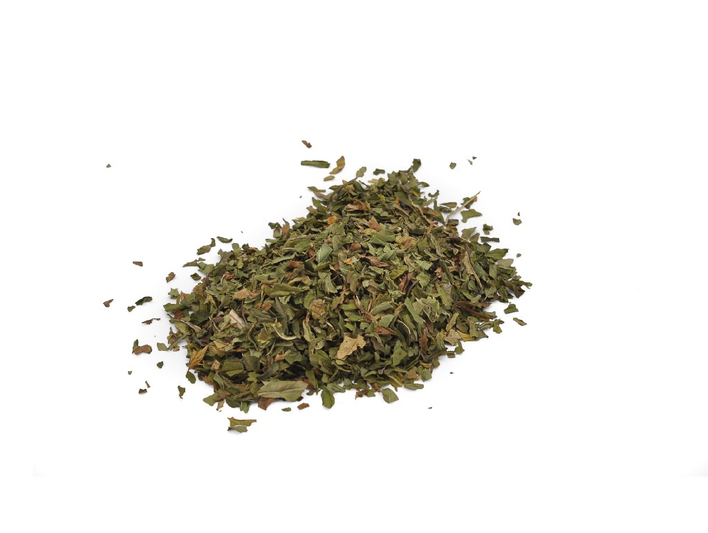 Menta piperita
